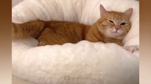 #75 Самые смешные животные. Приколы с котами и собаками