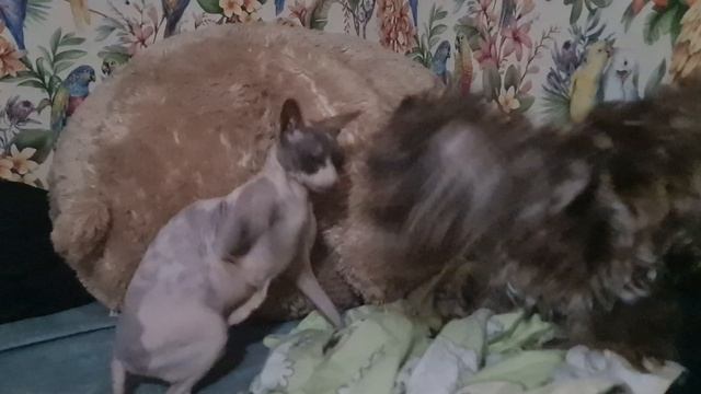 Друзья по комнате