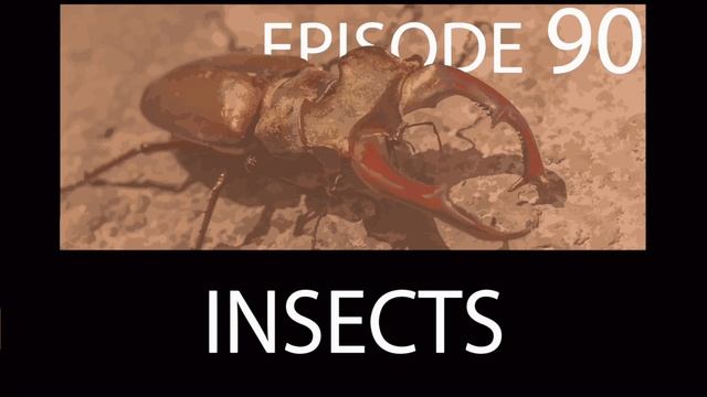 Episode 90 - Arthropoda IV - Insects смотреть онлайн