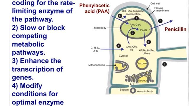 IB Bio - Option B, Part II (B.1B) смотреть онлайн
