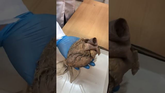 ССС. Тыки, сердце. Часть 1 смотреть онлайн