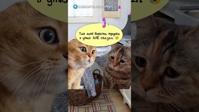 Догладился #мыкотики #вмем #разговор #анекдот #шутки #кот #юмор #смешное #прикольно #мемы #cat смотреть онлайн