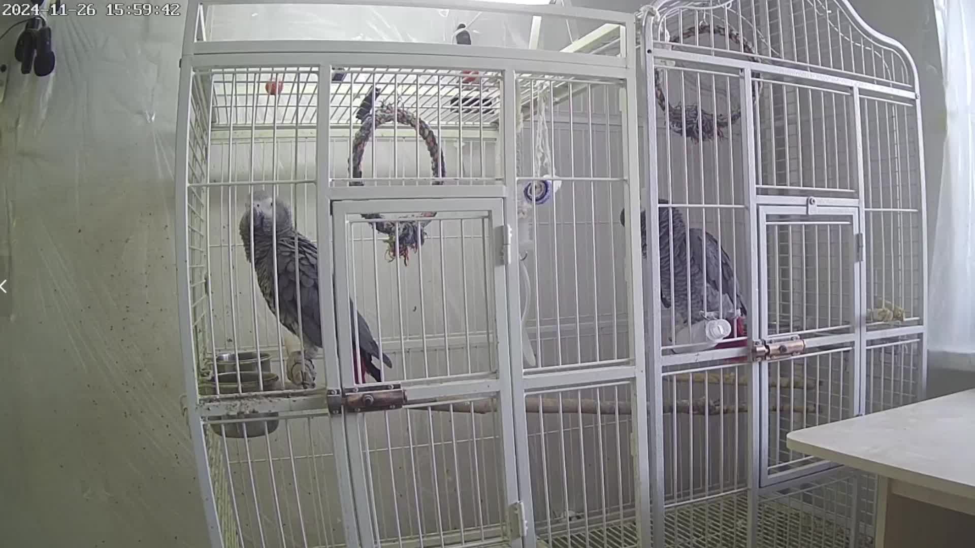 Попугаи Жако Contents Of Gray African Parrots