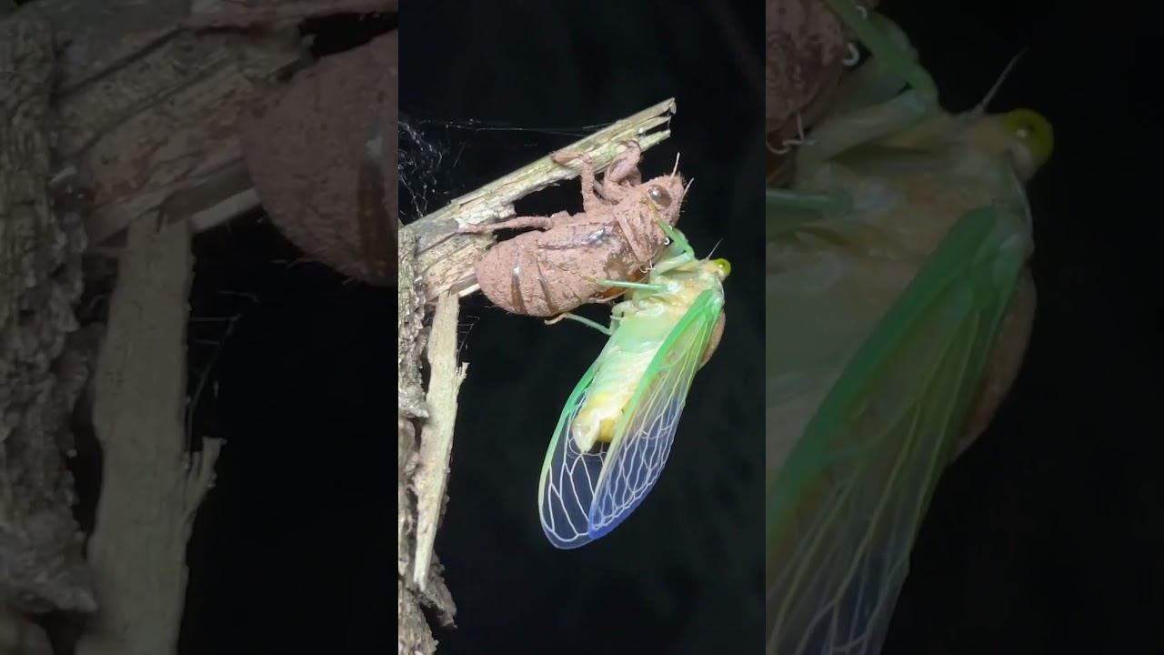 Molting Morning aka Swamp cicada #cicadas #nature смотреть онлайн