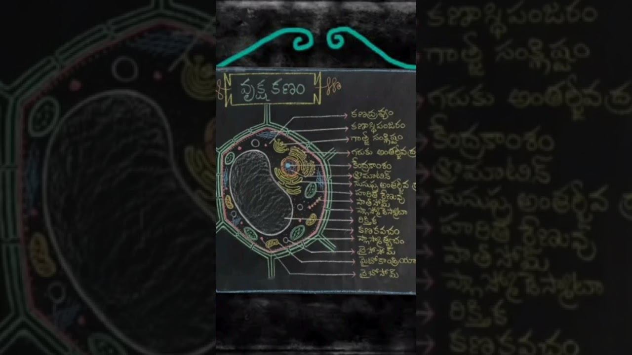 My Blackboard diagrams:2(Plant cell) смотреть онлайн