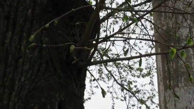 Дружная семейка на центральной улице Кировограда 2012.avi смотреть онлайн