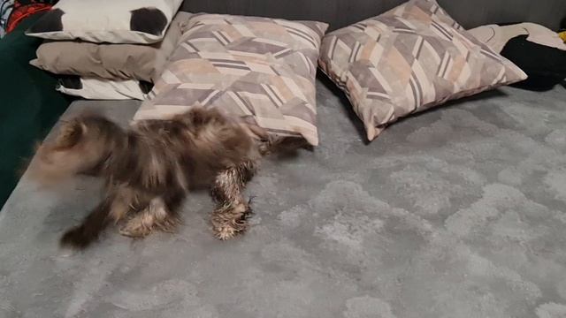 Искупались и вытирались...