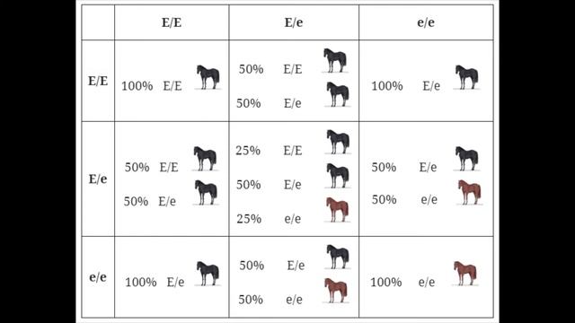 Busting Common Myths about Horse Coat Colors: Base Colors смотреть онлайн