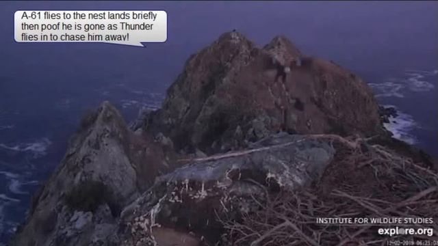 A-61 Young Male Comes Courting - Thunder - Protests Loudly - West End Bald Eagles - Dec 2, 2019 смотреть онлайн