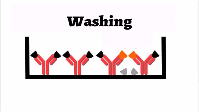 Radioimmunoassay (RIA): Animated explanation смотреть онлайн