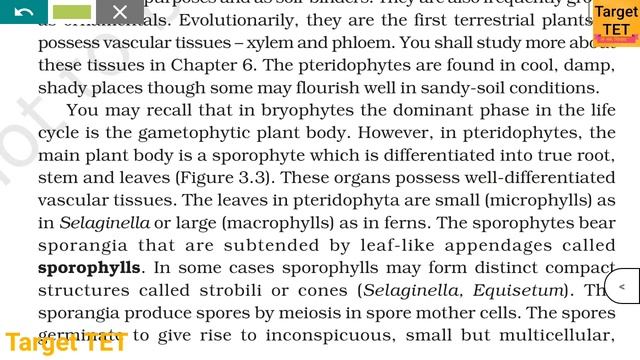pteridophytes,imp features,examples смотреть онлайн
