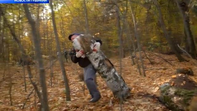 Расчистка леса смотреть онлайн