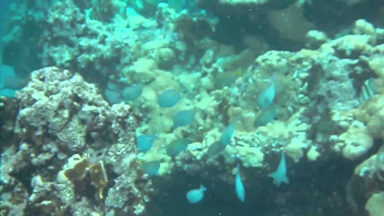 Snorkelling off Coral Beach, Veradero, Cuba смотреть онлайн