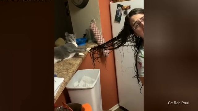 Смешные животные #78 смотреть онлайн