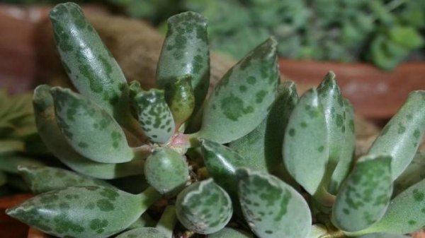 Адромискус: уход и выращивание в домашних условиях