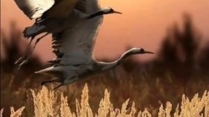 Отшумело, отзвенело Бабье Лето...исп.гр. Белый день