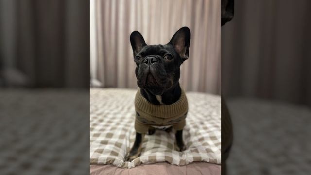 Купер модничает. Французский бульдог модель
