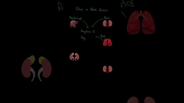 Renin Angiotensin Aldersterone System смотреть онлайн