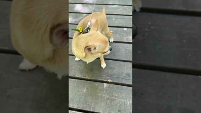 У меня есть собака #этолюбовь #Моникапитомцыикоманда #тренды #питомцы #любимцы #блогеры #топ #мем смотреть онлайн