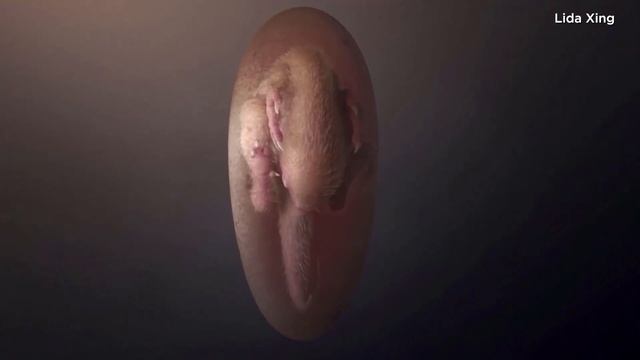 Preserved dinosaur embryo found inside fossilized egg смотреть онлайн