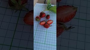 клубника Мара де Буа