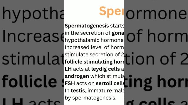 how the spermatogenesis starts??? смотреть онлайн