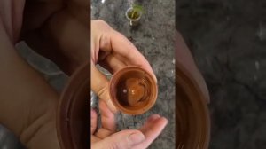 Пересадка клубней алоказий