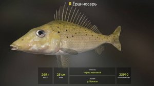 Русская Рыбалка 4, ТРОФЕЙНЫЙ ЕРШ НОСАРЬ, р. Вьюнок. 26.11.2024