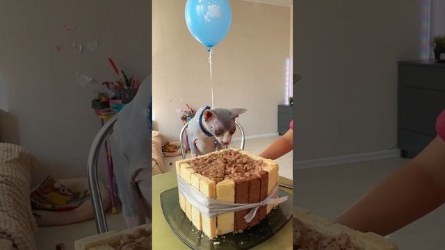 #Торт из кошачьего корма для любимого котика на #ДР❤️#любовькживотным #моникапитомцыикоманда #fun смотреть онлайн