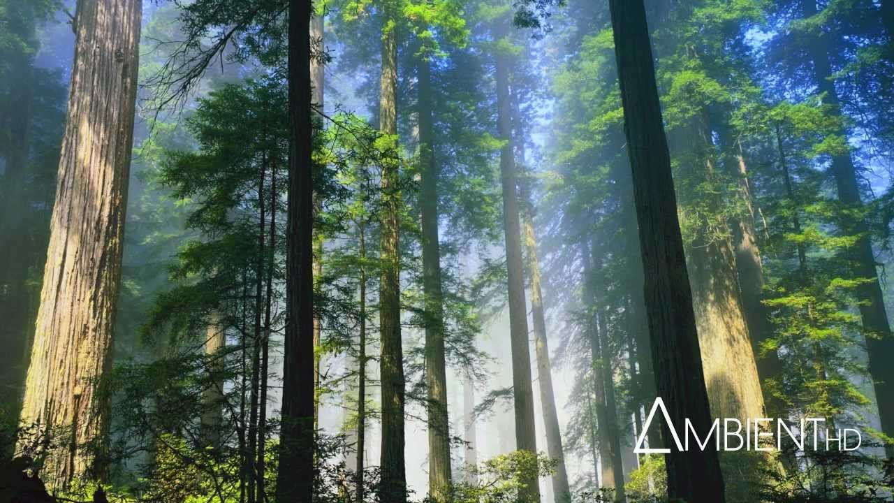 Carbon Based Lifeforms - Photosynthesis