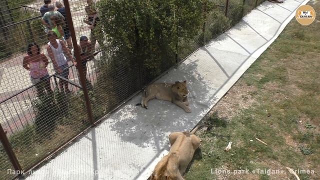 Старшие классы Тайгана - львы и тигр. High school students of Taigan - lions and tigers. смотреть онлайн