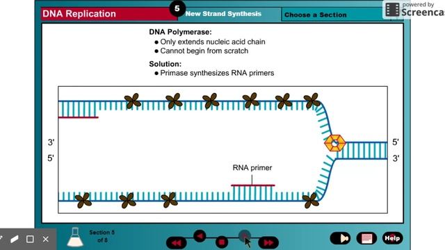 DNA Replication - Animation 3D смотреть онлайн