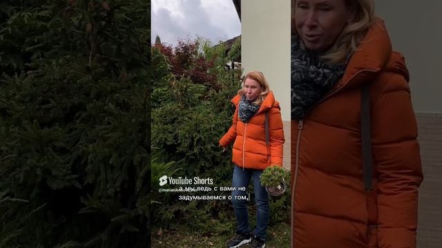 Про ель «Пуш» на штамбе. смотреть онлайн