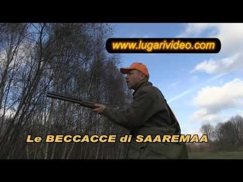 LE BECCACCE DI SAAREMAA WOODCOCK HUNTING IN ESTONIA смотреть онлайн