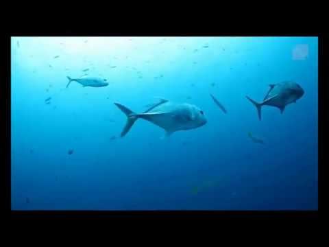 Wisata Raja Ampat смотреть онлайн