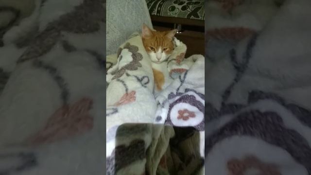 King 😁🐈 король-кот👑 #shorts #cats