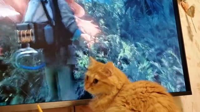 Кошка смотрит Аватар смотреть онлайн