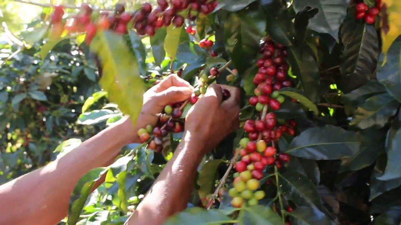 Harvesting Down to Earth Villalobos varietal coffee in Providencia de Dota, Tarrazu region смотреть онлайн