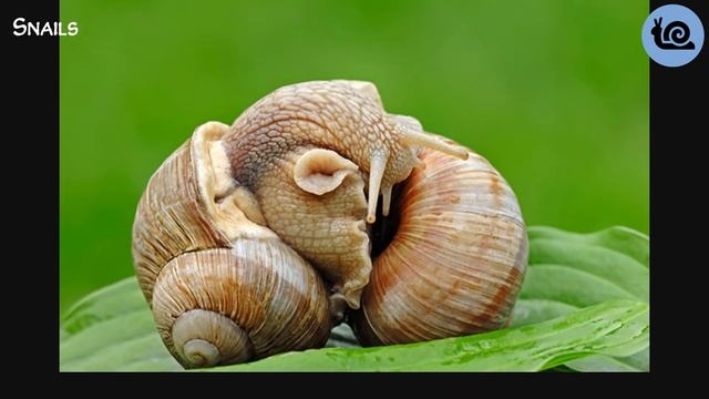 20 Worst Animals Mating Explained in 9 Minutes смотреть онлайн