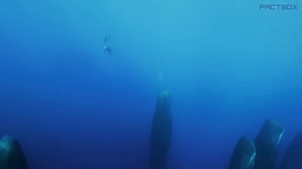 Если Увидите ЭТО, СРОЧНО Ищите УКРЫТИЕ! Случаи В ПРИРОДЕ Один На МИЛЛИОН! #3