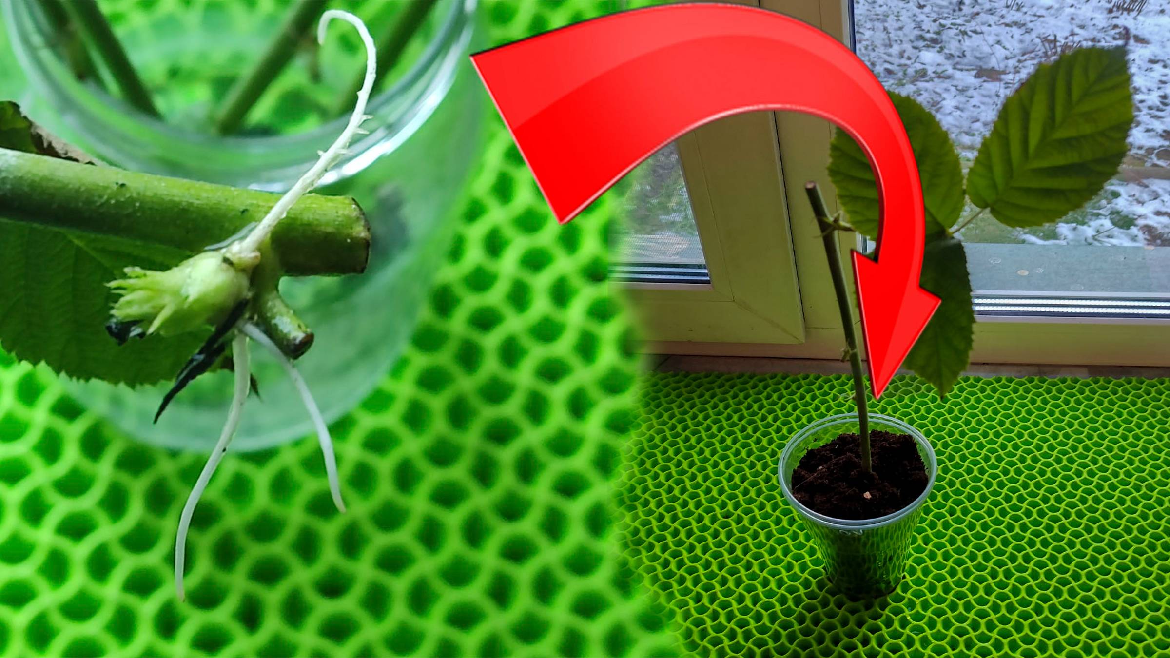 💥 Как укоренить черенки 🌱 ежевики в банке с водой в зимний 🌨 период смотреть онлайн