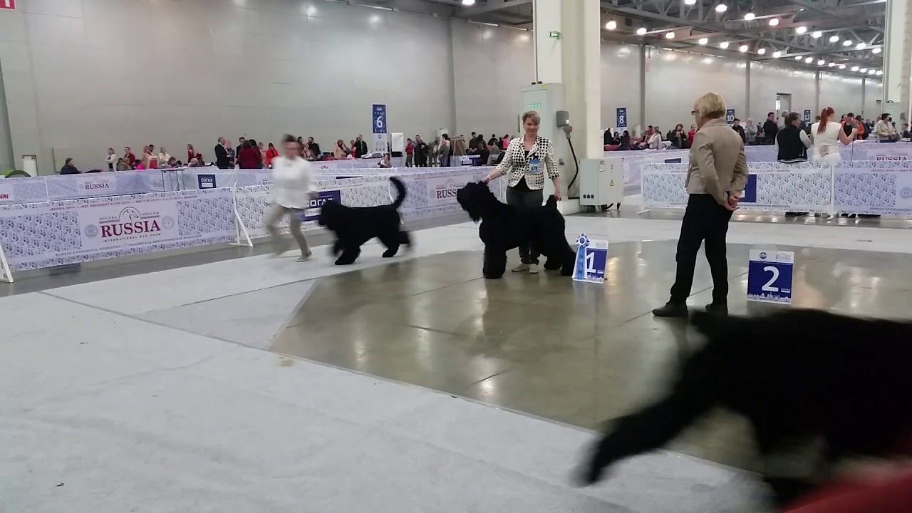 4 ноября 2019 г. Сравнение на res/CACIB смотреть онлайн