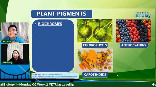 Chloroplasts, Pigments, and Introduction to Photosynthesis || General Biology 1 || Quarter 2/4 Week смотреть онлайн