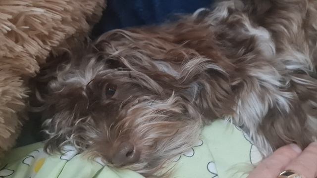 Отдыхай и не лай....