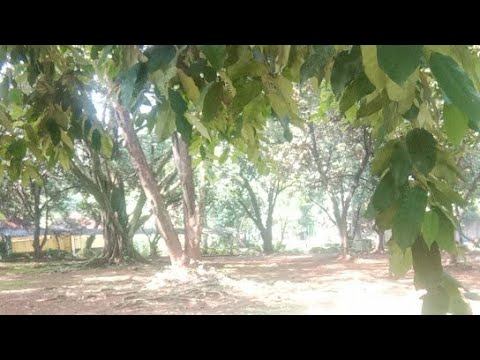 Kunjungan Virtual Ragunan смотреть онлайн