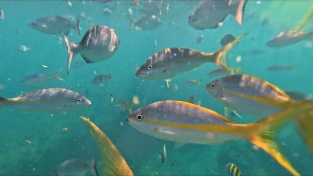 Snorkeling VARADERO, CUBA смотреть онлайн