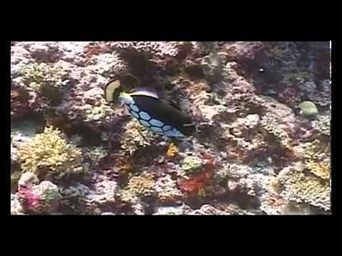 Рассказы рыбаков -Каптильня. смотреть онлайн