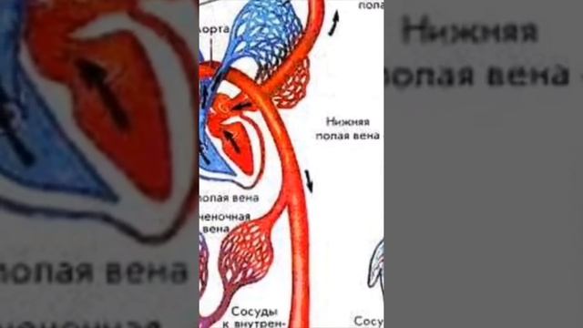 Сколько систем у человека)how many systems of human being)? смотреть онлайн