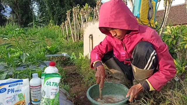 Pencampuran Pupuk Ultradap Dan KNO3 Putih Dengan Asam Amino