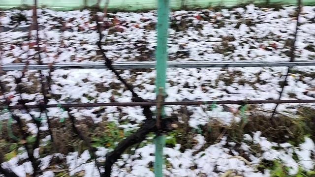 Осенняя обрезка винограда смотреть онлайн